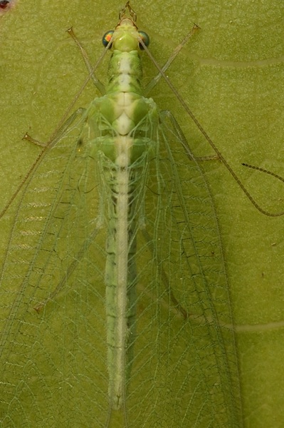 Crisopha perla?  No, Chrysoperla pallida (Chrysopidae)